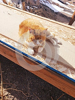 Orange and white cat laying on a dock