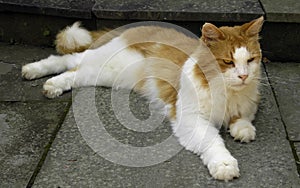Orange/White Cat Laying Down