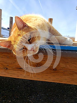 Orange and white cat laying hanging off a dock