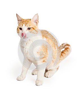 Orange and White Cat Licking Lips