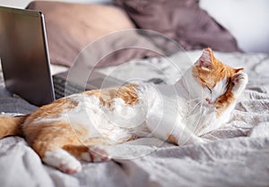 Orange and white cat lying on bed and cleaning herself