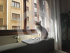 An orange and white cat lying on the sofa at home next to a laptop and glasses