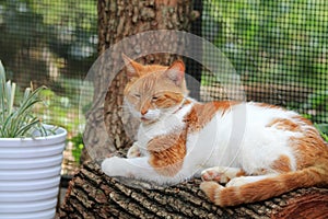 Orange and white cat resting on log