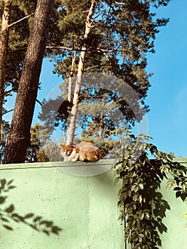 An orange and white cat sits on a green fence in the late summer sun - CATS - PETS