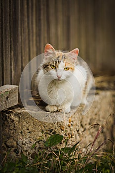 Orange and white cat sitting on low wall