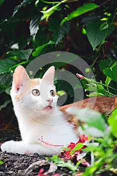 Orange white cat sitting near plants