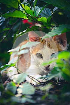 Orange white cat sitting near plants