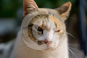 Orange and white Cat with unequal eyes gazing something