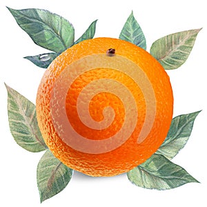 Orange on white with clipping path