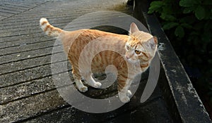 orange white color cat have yellow eye stand on dark floor and look turn back