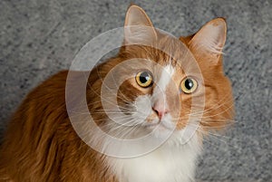 Orange and white cute cat face portrait closeup on a blue background