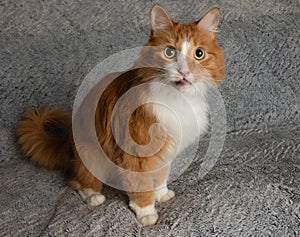 Orange and white cute cat sitting down making funny face with tongue out on a blue background