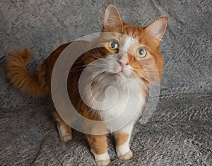 Orange and white cute cat standing up looking on a blue background