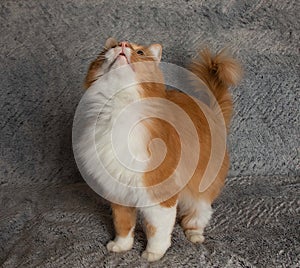 Orange and white cute cat standing up looking up on a blue background