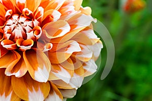 Orange white dahlia ball fresh flower details macro photography with green out of focus background.