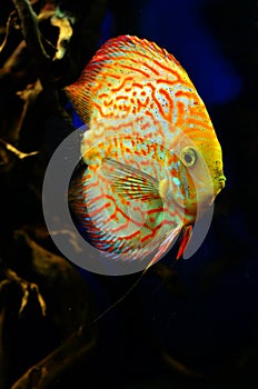 Orange with white diskus fish swims deep