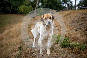 Orange and white dog in grassland