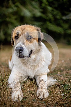 Orange and white dog in grassland