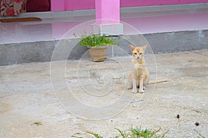 An Orange White Domestic Cat on Floor with Pink Home in Background in an Indian Village