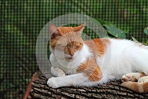 Orange and white domestic shorthaired cat on log