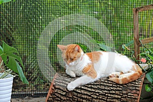 Orange and white domestic shorthaired cat on log