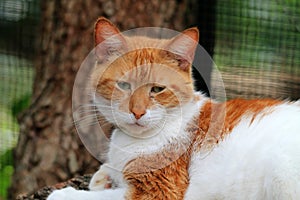 Orange and white domestic shorthaired cat portrait