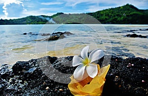 Bora Bora, Flowers on lava rock photo