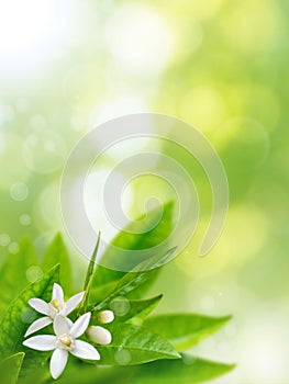 Orange white flowers spring vertical background