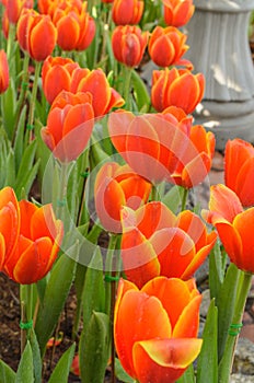 Orange and white flowers Tulip beautiful flowers in the garden n