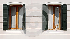 Orange and white fur cat is sitting in front of a window with green shutters waiting to get inside.