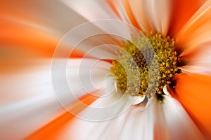 Orange White Gerber Daisy Flower