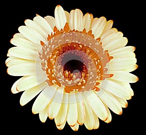Orange-white  gerbera flower, black isolated background with clipping path.   Closeup.  no shadows.  For design.