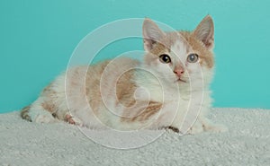 orange and white kitten cat lying down on a white blanket portrait