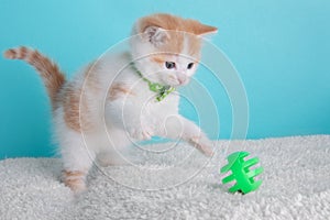 Orange White Kitten Cat Wearing Bow Tie Striped Green Playing Portrait Pet Cute Costume Fluffy Collar Blue Background Ball Jump