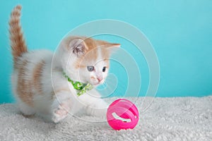 Orange White Kitten Cat Wearing Bow Tie Striped Green Playing Portrait Pet Cute Costume Fluffy Pink Action Silly Paw Ball Blue