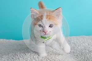 Orange White Kitten Cat Wearing Bow Tie Striped Green Portrait Pet Cute Costume Fluffy Collar Blue Background Walking Close Up