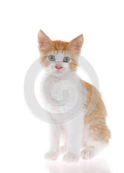 Orange and white kitten sitting on reflective surface isolated