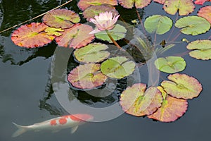 A orange and white koi Cyprinus carpio swims under a flowering water lily plant Nymphaeain.