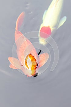 Orange and white koi fish, orange head, swimming in the pond