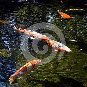 Orange and white koi fish swimming in the pond