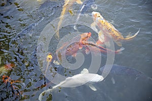 Orange and White Koi Fish Swimming in Pond