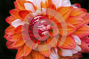 Orange White A La Mode Dahlia Blooming Macro photo