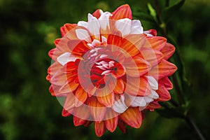 Orange White A La Mode Dahlia Blooming Macro photo