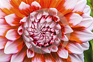 Orange White A La Mode Dahlia Blooming Macro photo