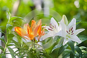 Orange and  White Lily flowers blooming  in garden