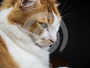 Orange and White Male Cat