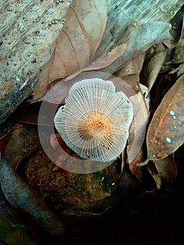 Orange White Mushroom in Jungle