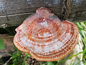 Orange and White Mushroom on a Tree Trunk