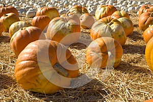 Orange and white pumpkin patch