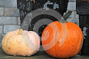 Orange and white pumpkins